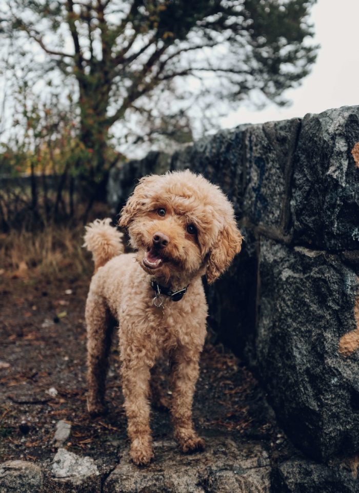 traveling with your dog