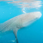 whale shark Mexico