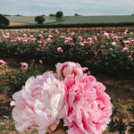 peony farm kent