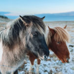 Icelandic Ponies